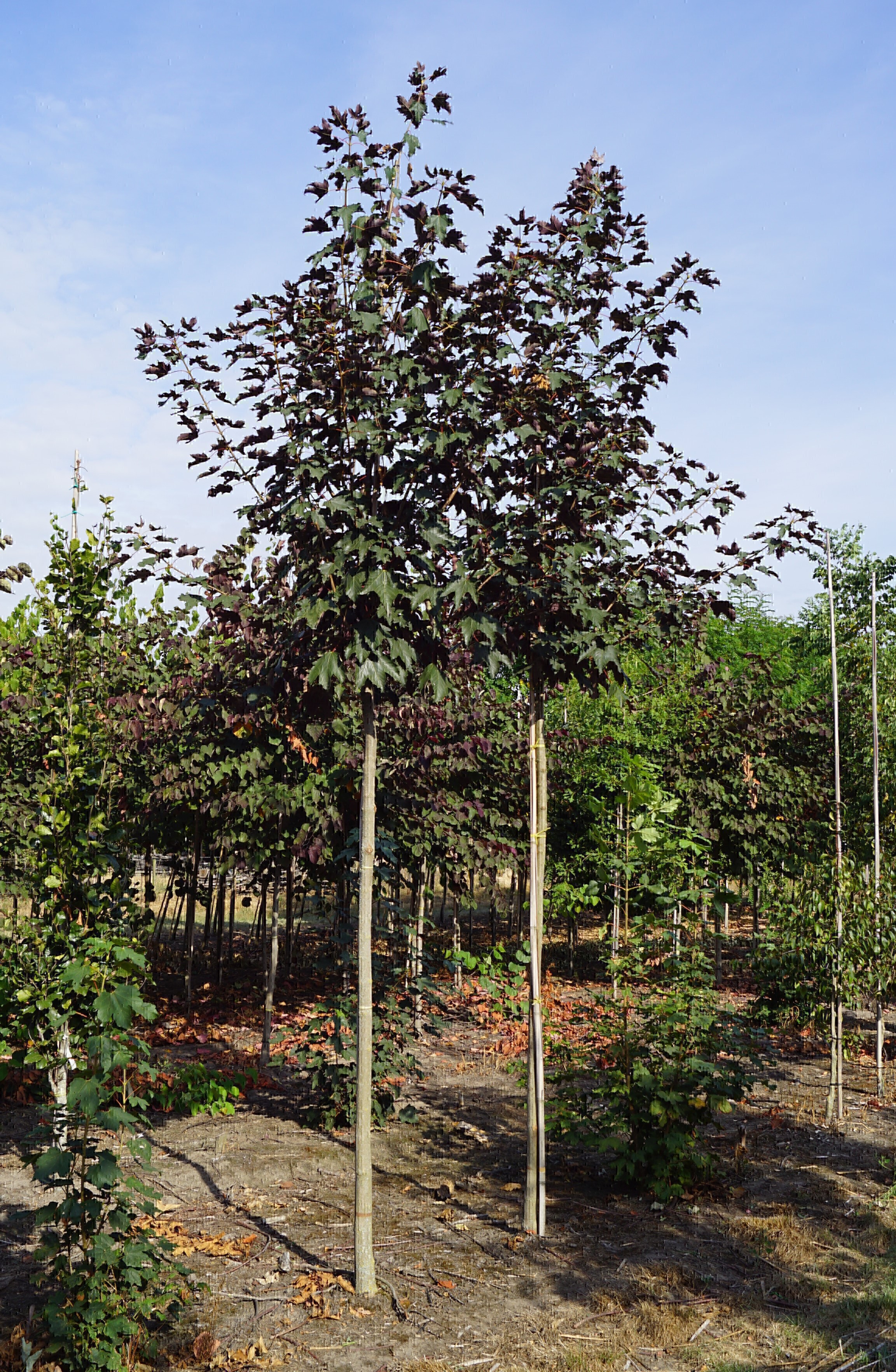 Acer pseudoplatanus 'Purpureum' 16-18 (1)